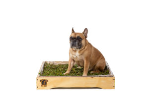 Pet Box Premium Madera XL(perros grandes)