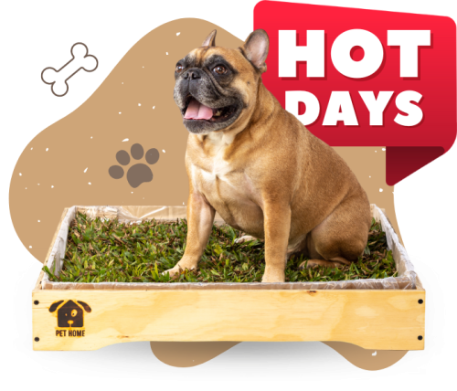pet box premium principal pet box premium principal